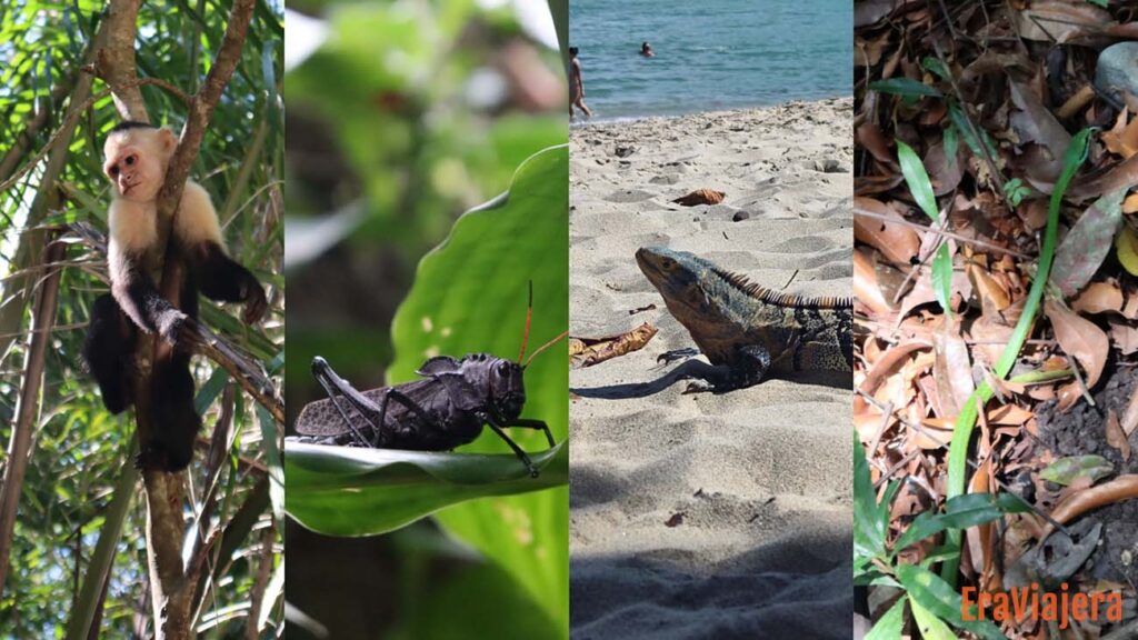 Animales en el parque Cahuita Costa Rica